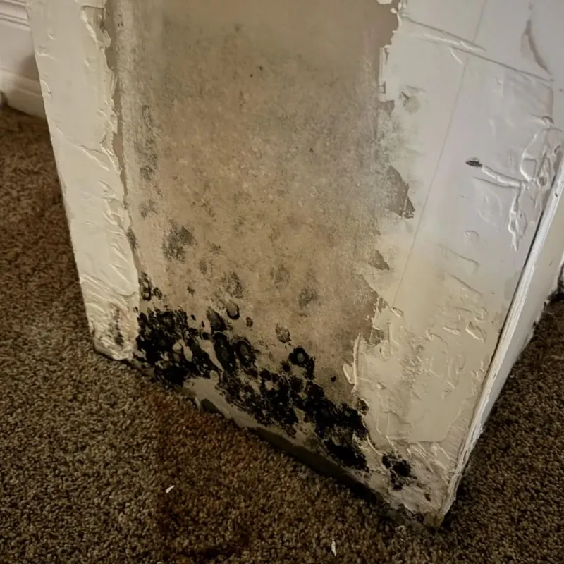 Professional Mold Removal in Antelope Valley-Crestview, WY